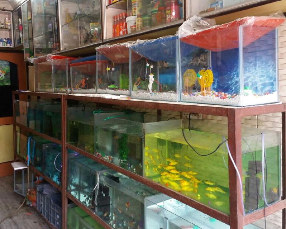 new-world-fish-aquarium