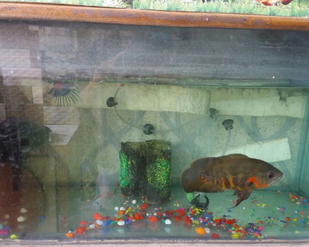 new-world-fish-aquarium