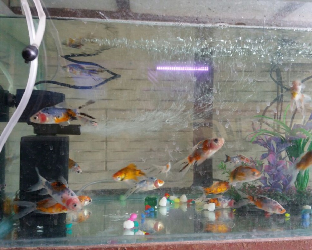 new-world-fish-aquarium