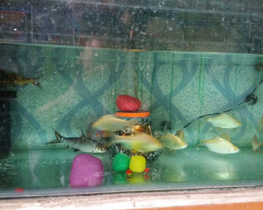 new-world-fish-aquarium