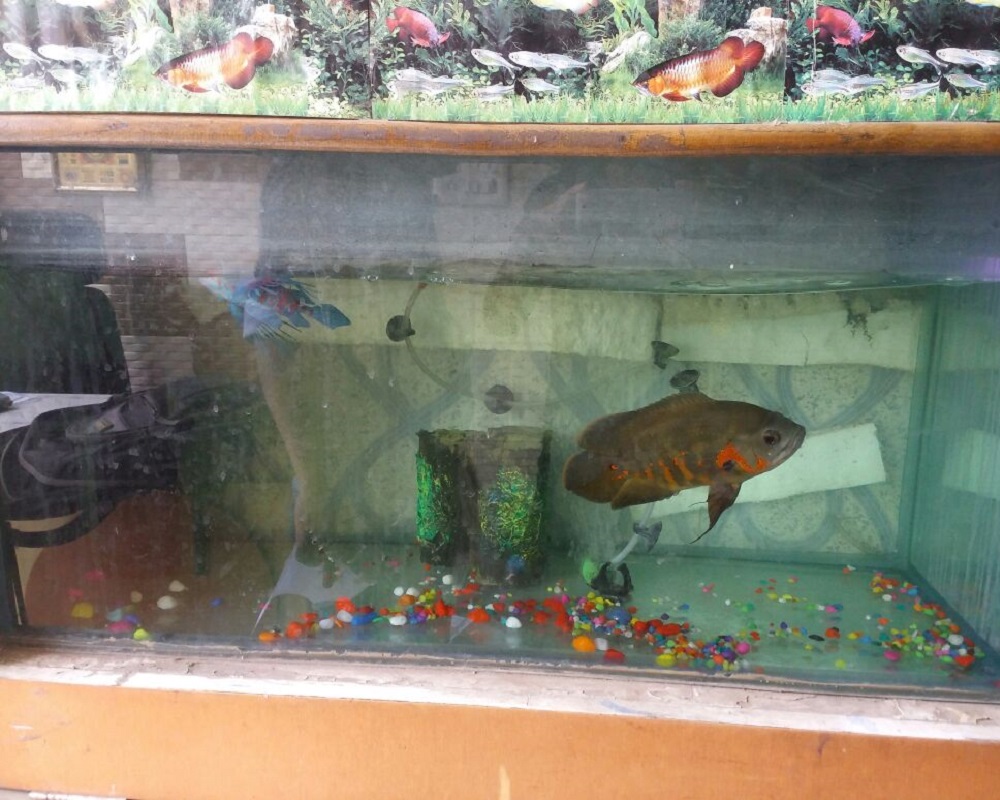 new-world-fish-aquarium