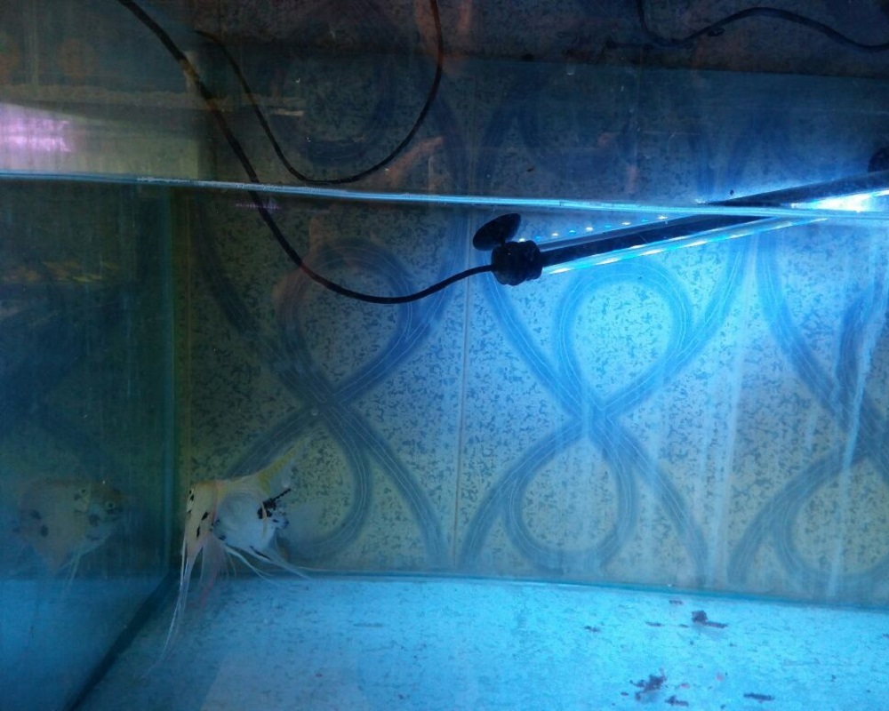 new-world-fish-aquarium