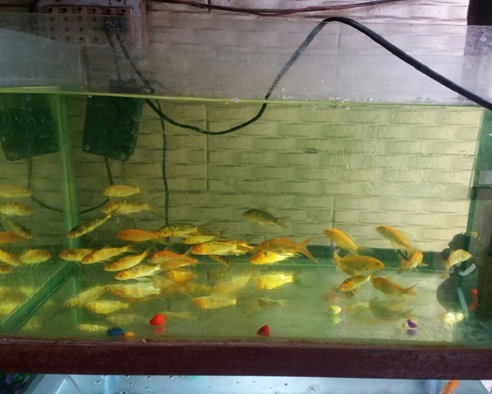 new-world-fish-aquarium